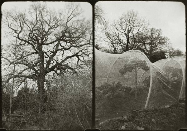 two black and white photographs of trees in winter