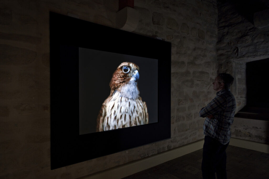 Man looks at a backlit image of a bird of prey